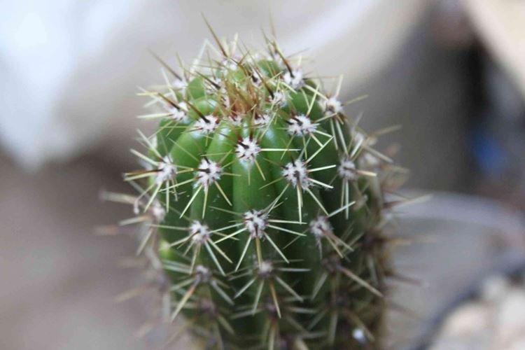 Трихоцереус - Ядовитые комнатные растения