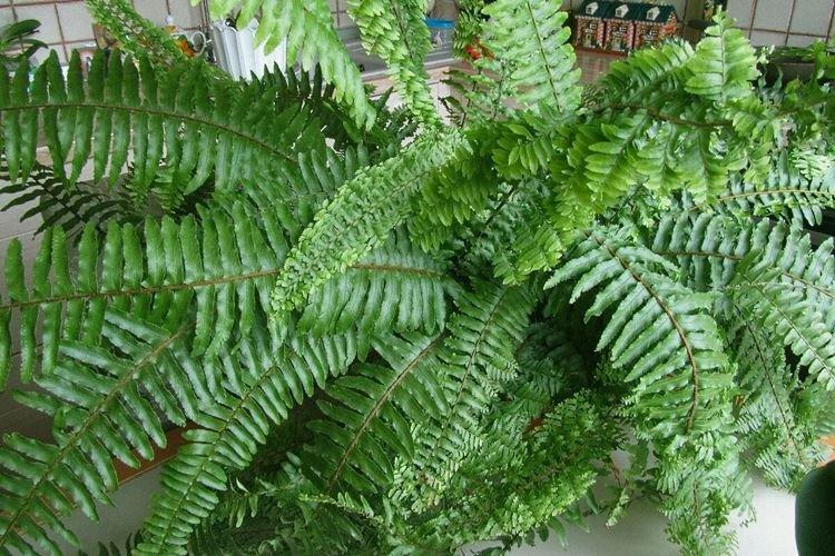 Папоротник - Комнатные растения, вызывающие аллергию