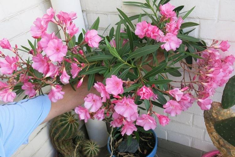 Олеандр - Комнатные растения с сильным запахом