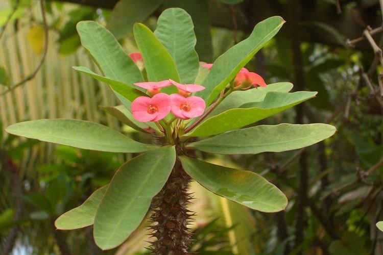 Молочай - Комнатные растения, опасные для детей