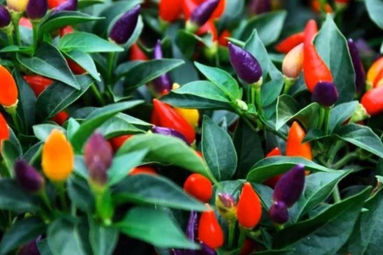 Декоративный перец - Растения, опасные для домашних животных