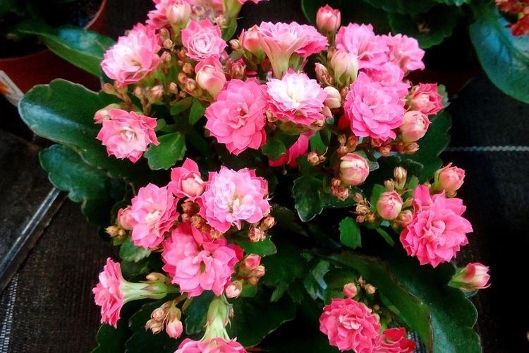 Общая информация - Каланхоэ