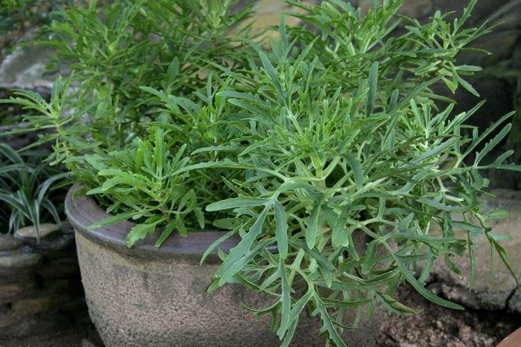 Каланхоэ рассеченное - Виды и сорта