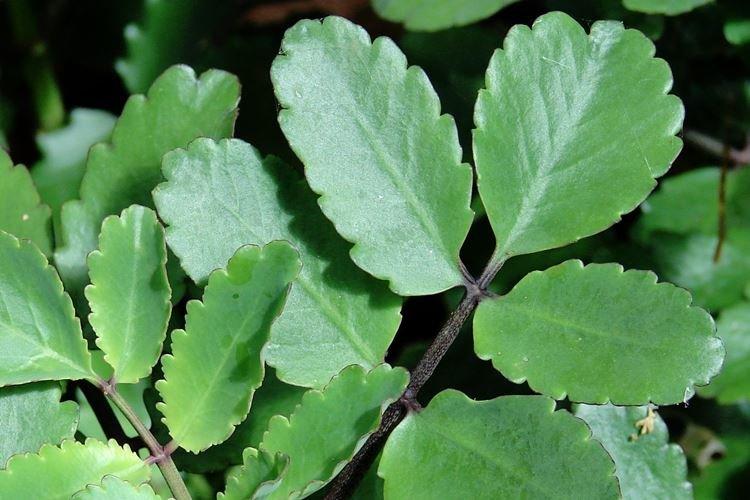 Каланхоэ перистое - Виды и сорта