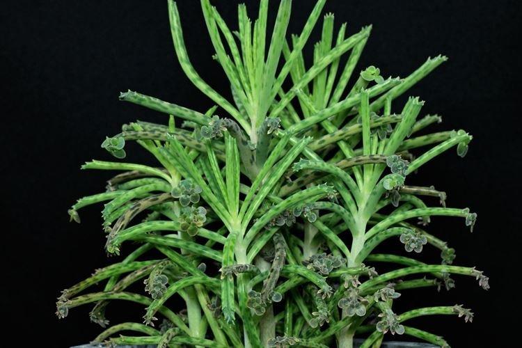 Каланхоэ тубифлора - Виды и сорта