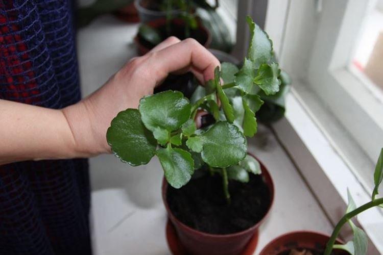 Температура - Уход за каланхоэ