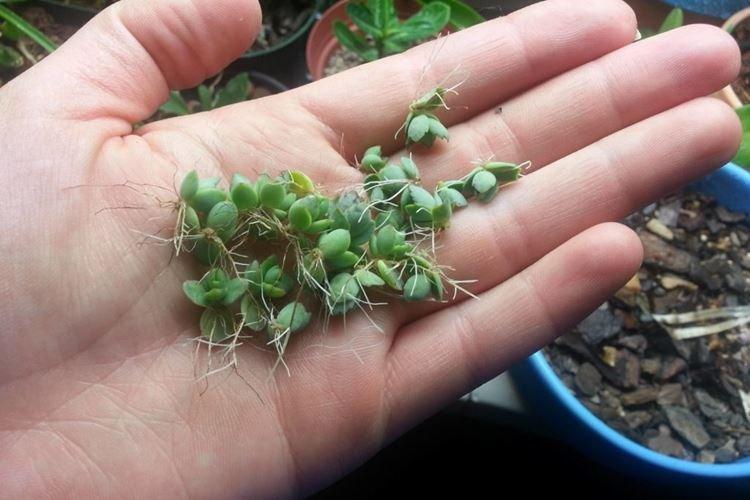 Пересадка и размножение - Уход за каланхоэ