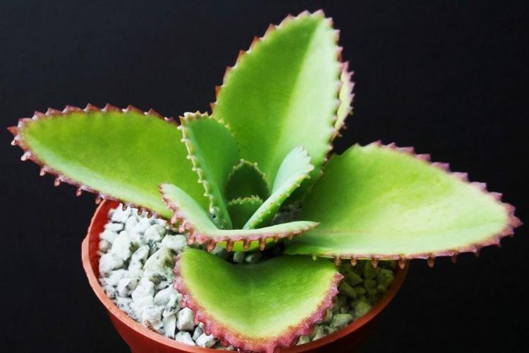 Каланхоэ - фото