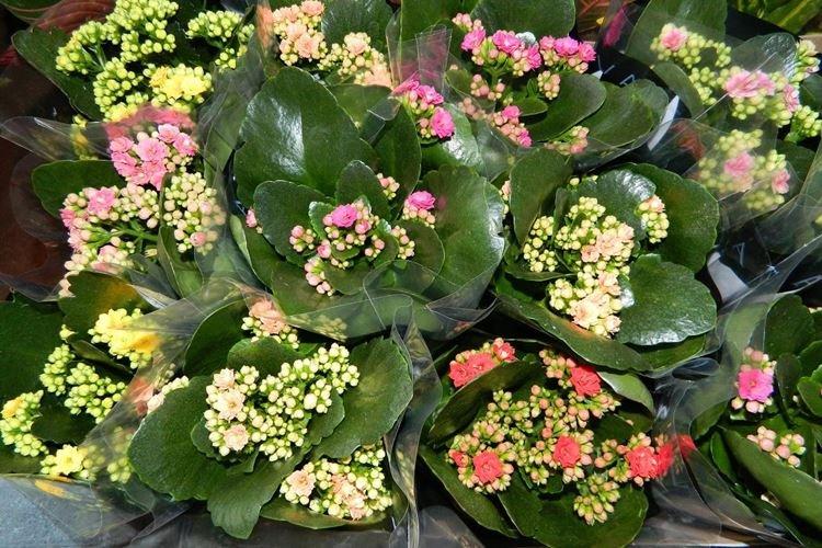 Каланхоэ - фото