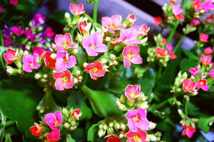 Каланхоэ - фото