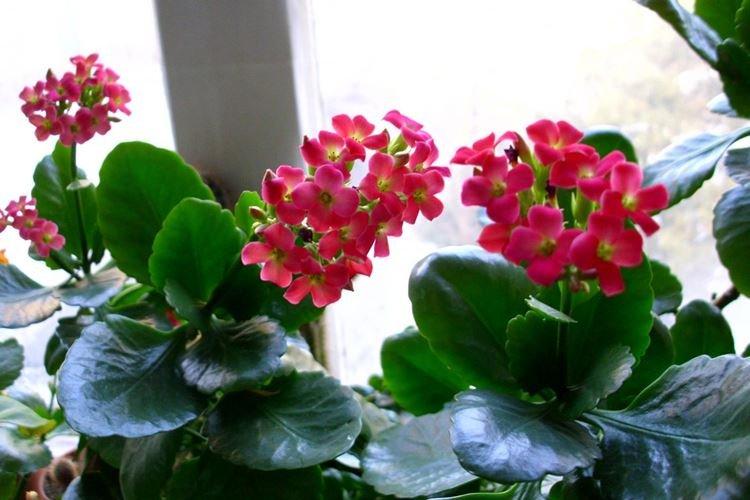 Каланхоэ - фото