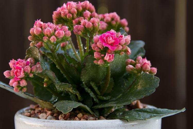 Каланхоэ - фото