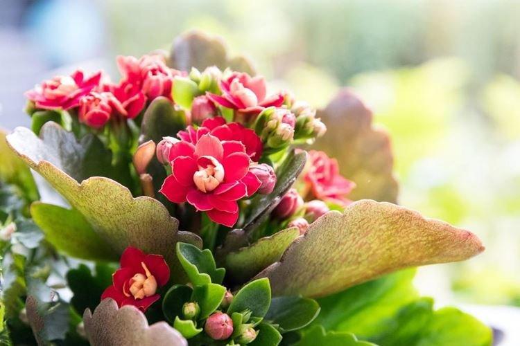 Каланхоэ - фото