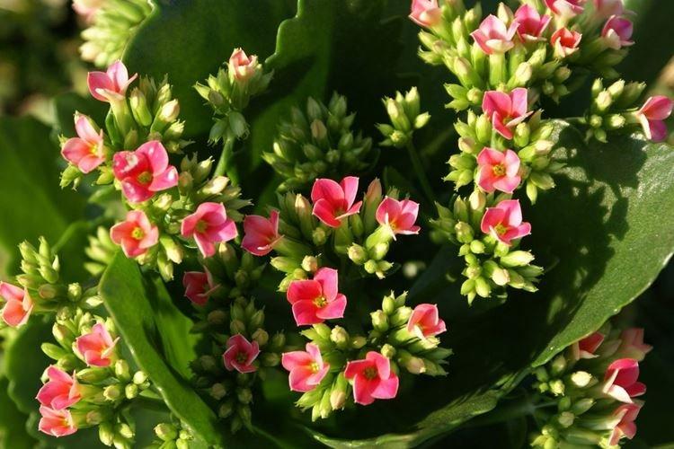 Каланхоэ - фото