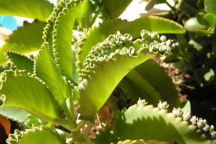 Каланхоэ - фото