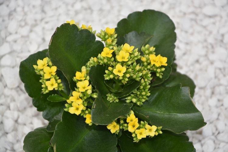 Каланхоэ - фото