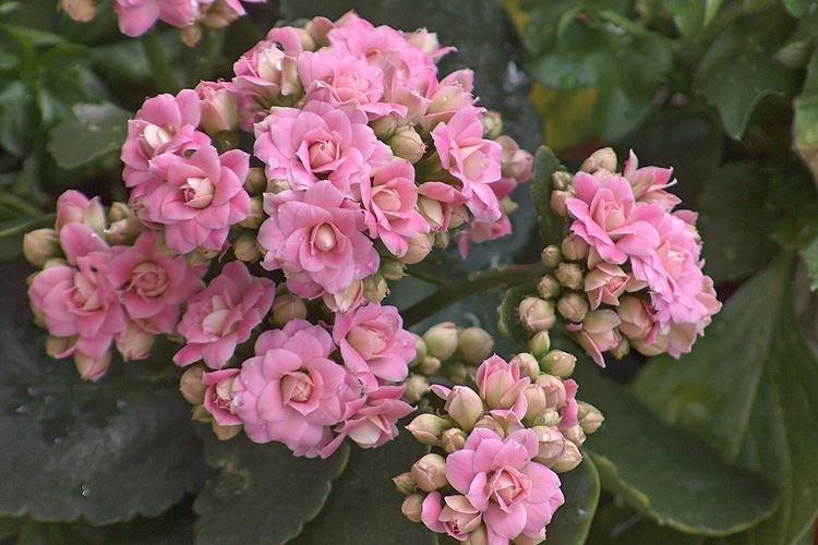 Каланхоэ - фото