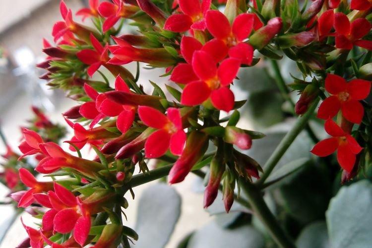 Каланхоэ - фото