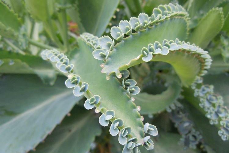 Каланхоэ - фото