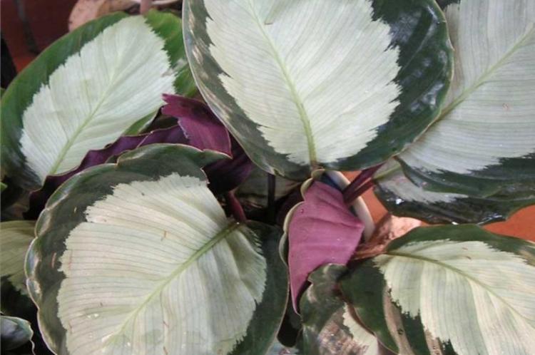 Калатея раскрашенная - Виды калатеи
