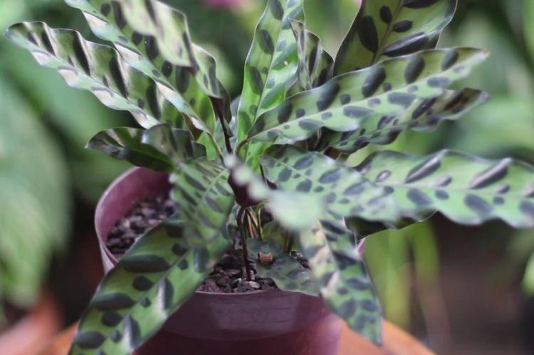 Калатея - фото