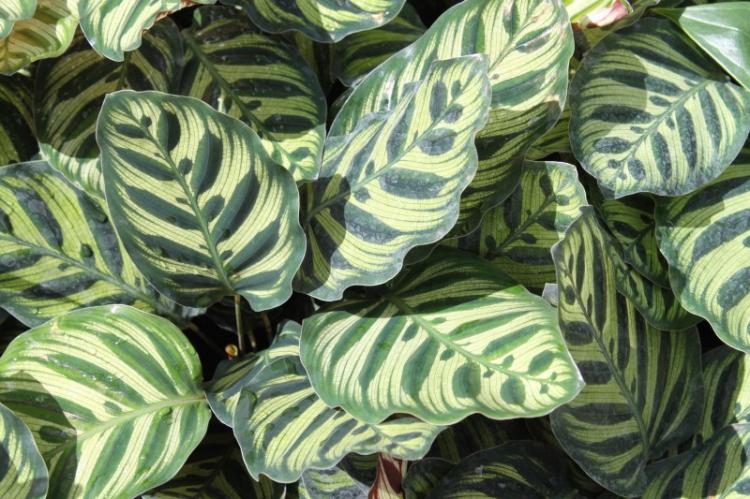 Калатея - фото