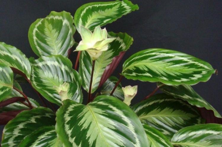 Калатея - фото