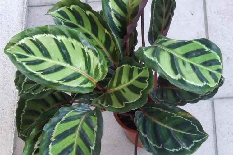 Калатея - фото