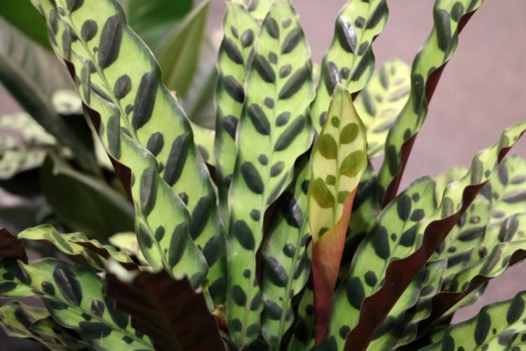 Калатея - фото