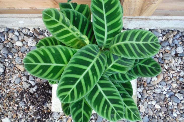 Калатея - фото