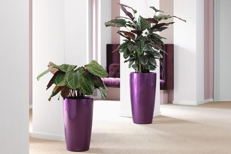 Калатея - фото