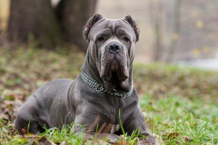 Условия содержания - Уход за кане-корсо