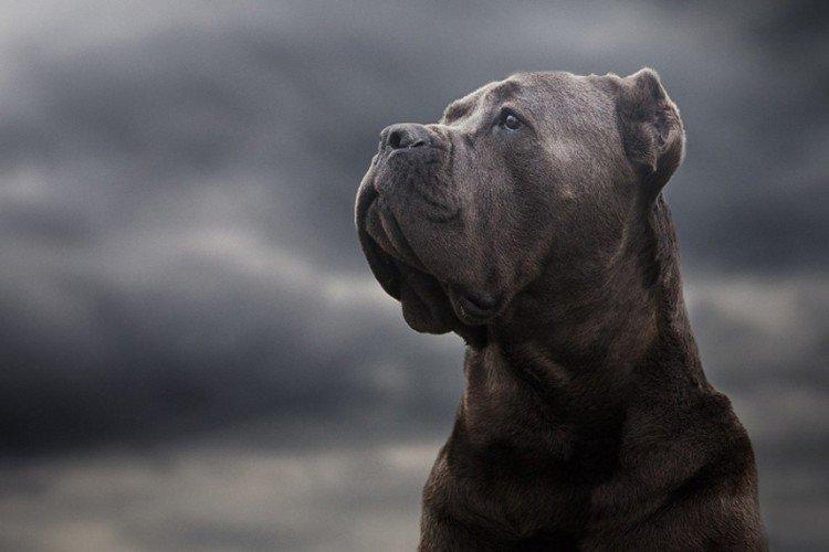 Кане-корсо - фото