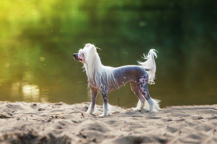 Прогулки - Уход за китайской хохлатой