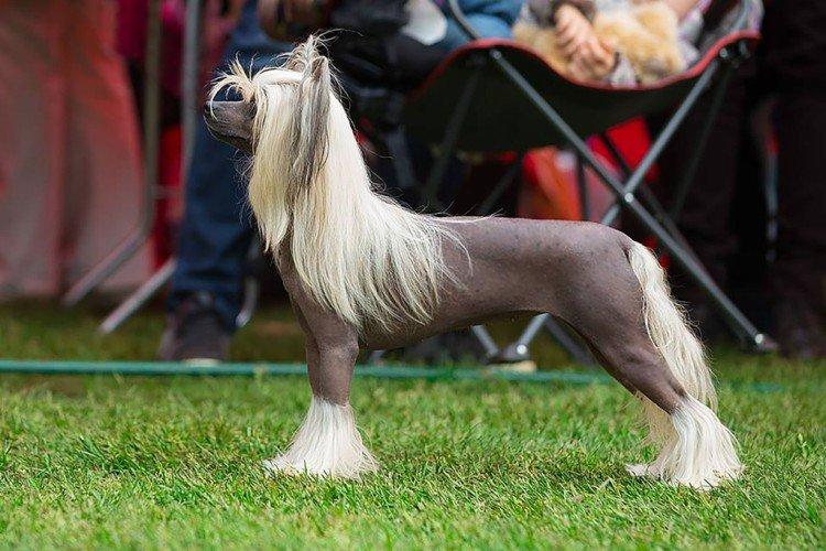 Обучение и дрессировка - Уход за китайской хохлатой