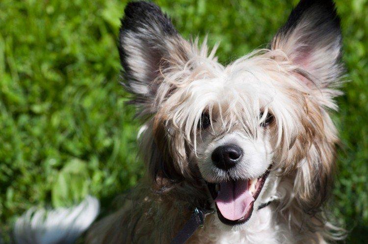 Чем кормить китайскую хохлатую