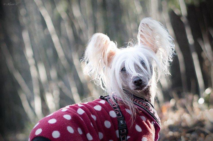 Китайская хохлатая собака - фото