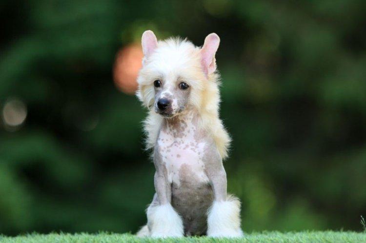 Китайская хохлатая собака - фото