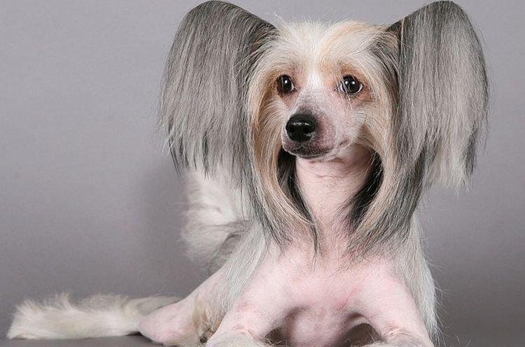 Китайская хохлатая собака - фото
