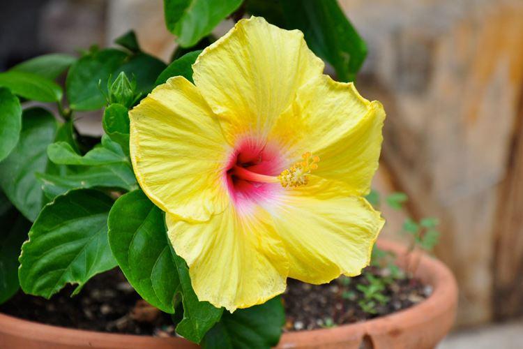 Китайская роза (70 фото): виды и правильный уход