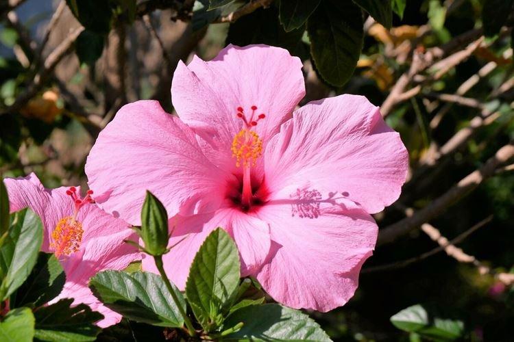 Северная роза - Виды китайских роз