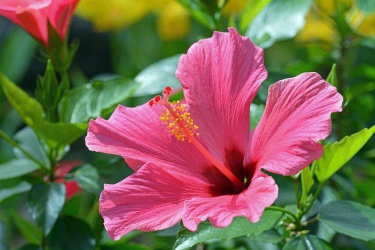 Комнатная китайская роза