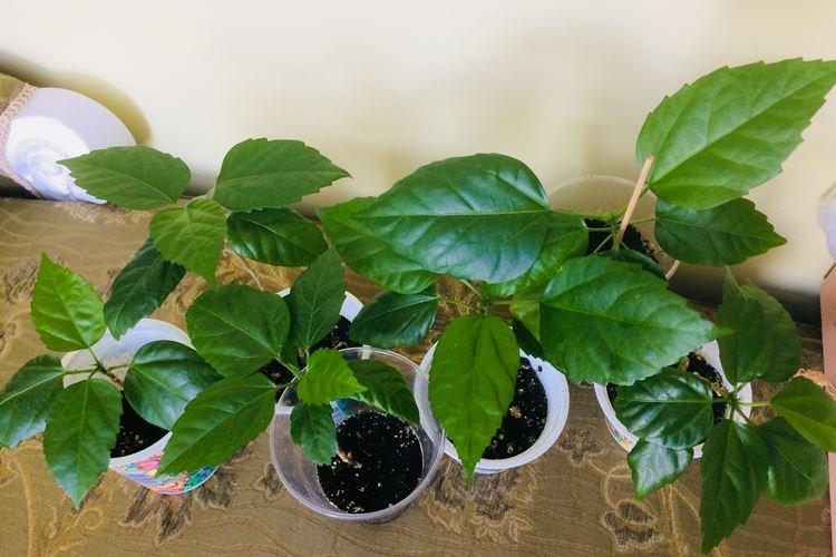 Почва - Уход за китайской розой