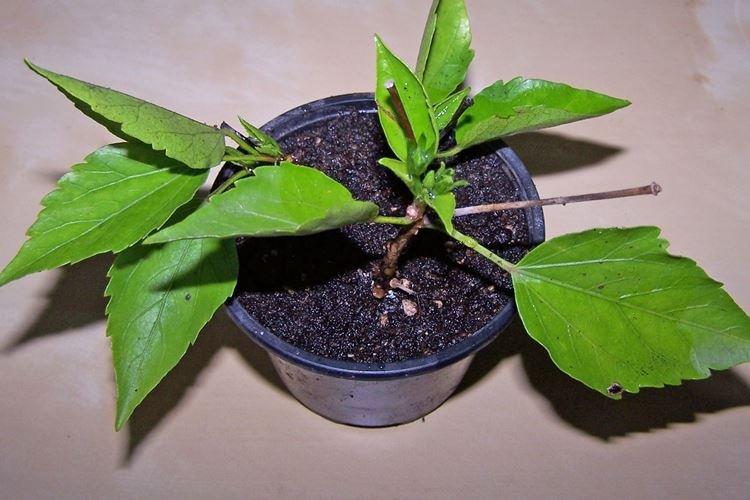 Удобрения и подкормка - Уход за китайской розой