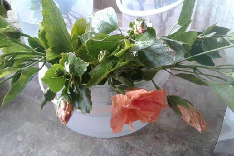 Обрезка - Уход за китайской розой