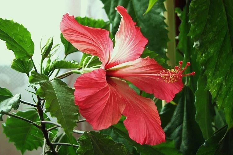 Китайская роза - фото