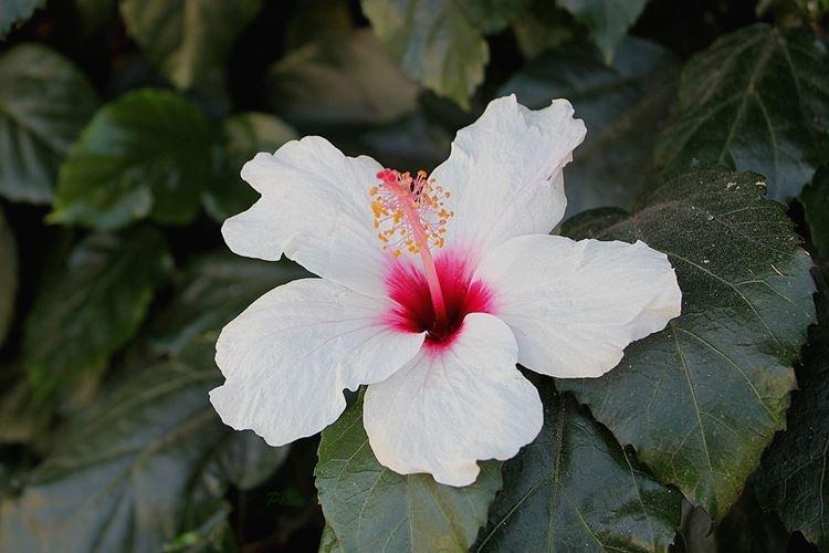 Китайская роза - фото