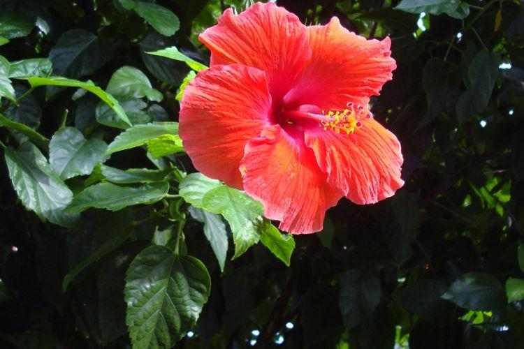 Китайская роза - фото