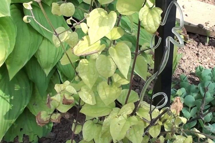 Вредители и болезни - Клематис