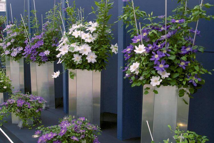 Клематис - фото